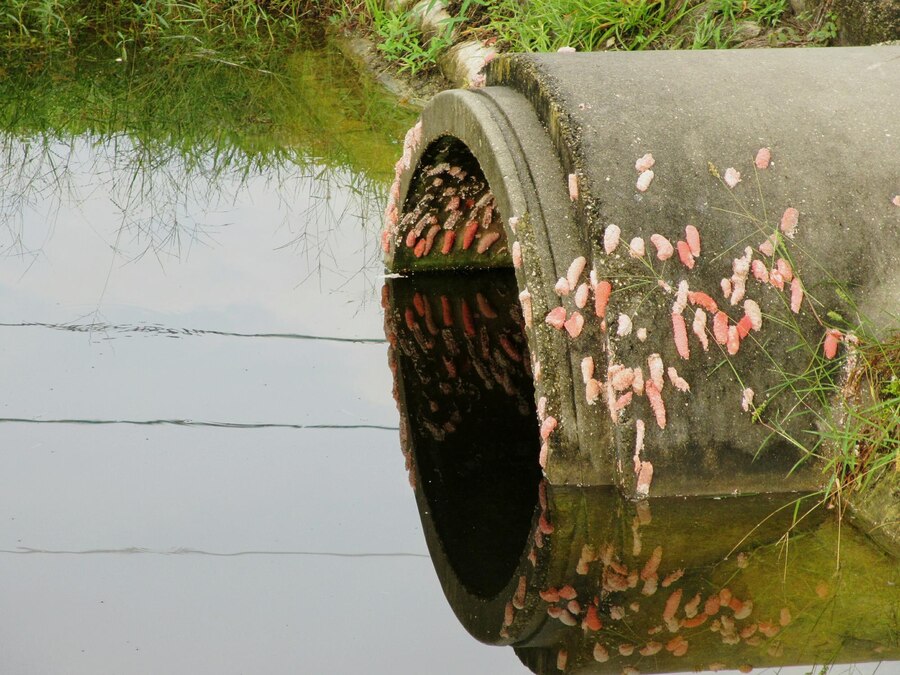 septic waste